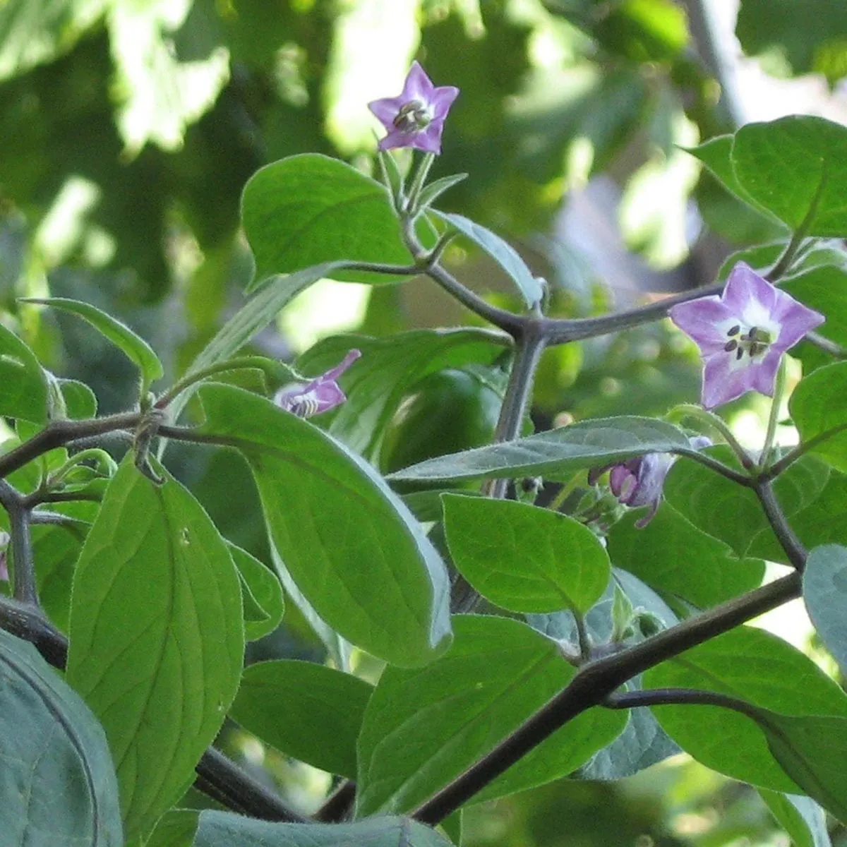 Baumchili 'Rocoto Manzano Rojo' (Capsicum pubescens) Samen