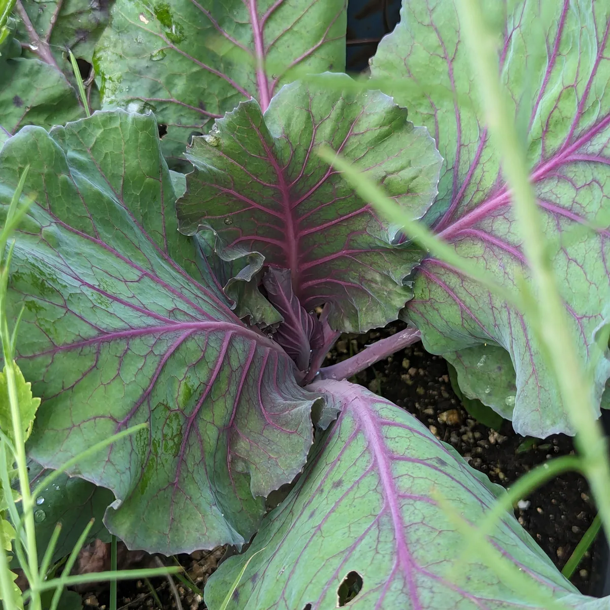 Roter Spitzkohl 'Kalibos' (Brassica oleracea) Samen