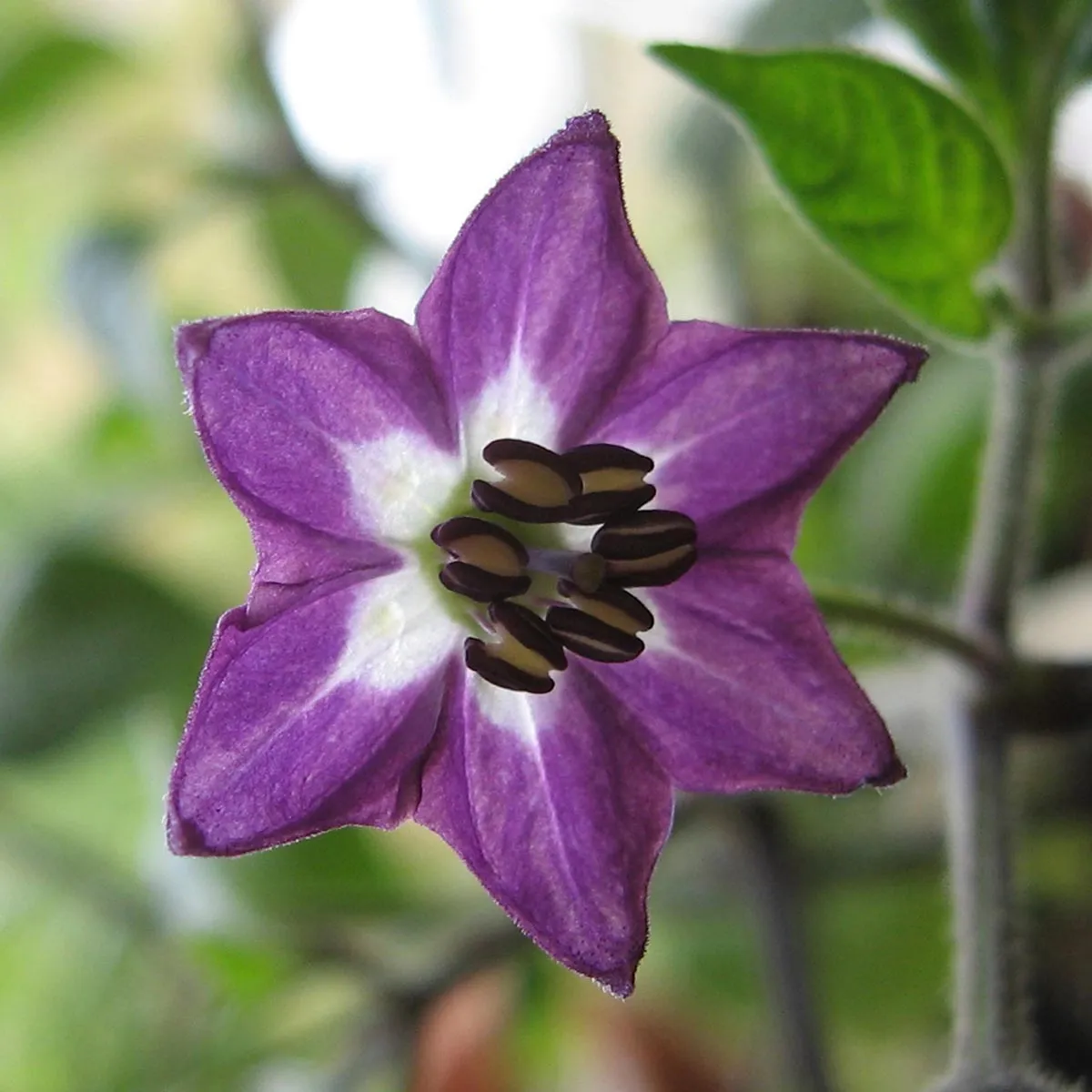 Baumchili 'Rocoto Manzano Rojo' (Capsicum pubescens) Samen