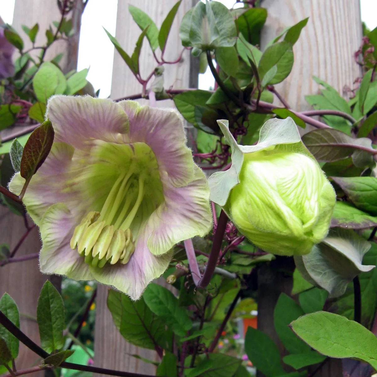 Glockenrebe (Cobaea scandens) Samen