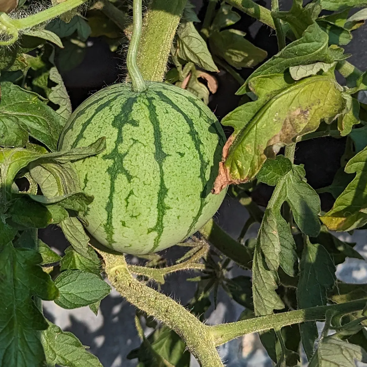 Wassermelone 'Cream of Saskatchewan' (Citrullus lanatus) Samen