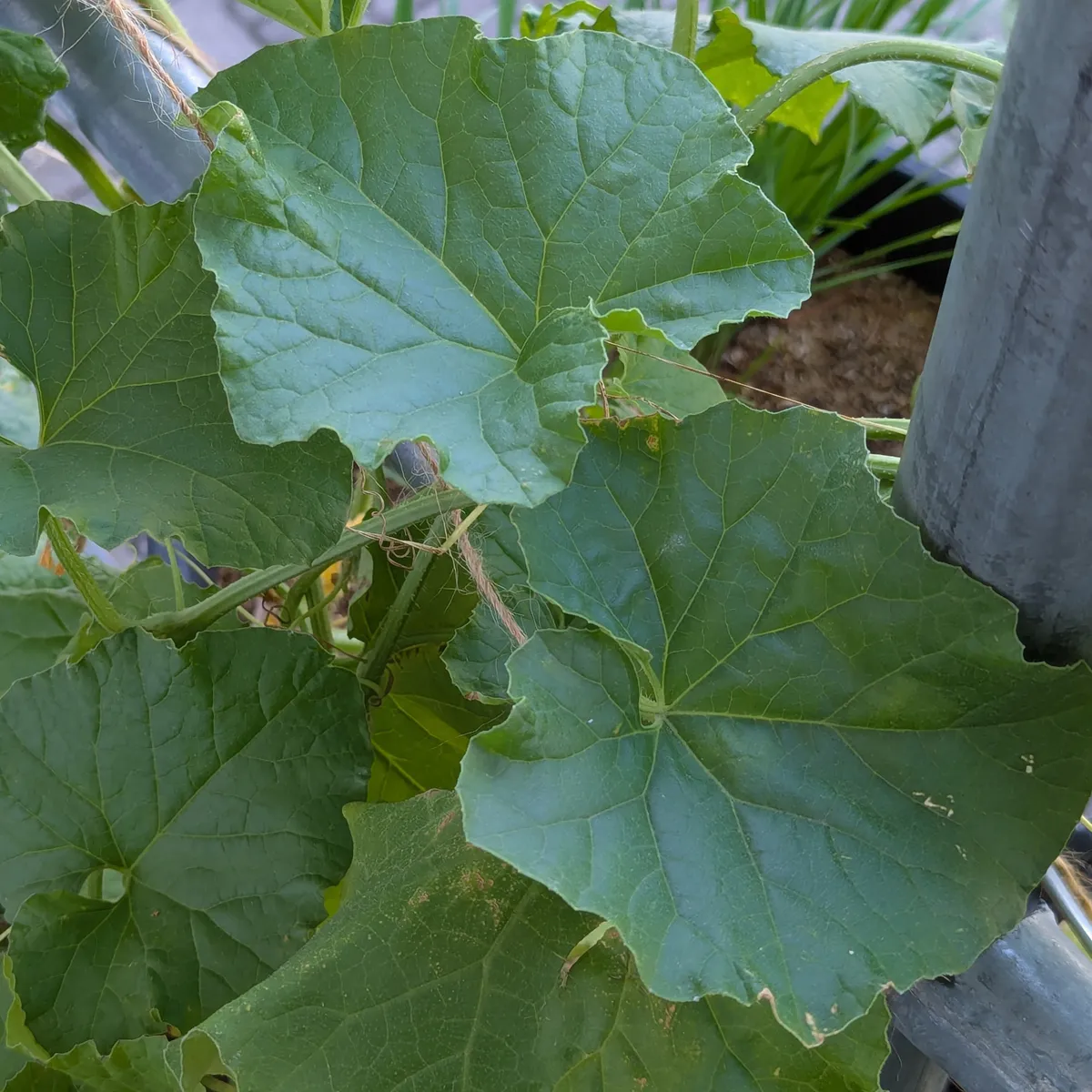 Netzmelone 'Petit gris de Rennes' (Cucumis melo) Bio-Saatgut