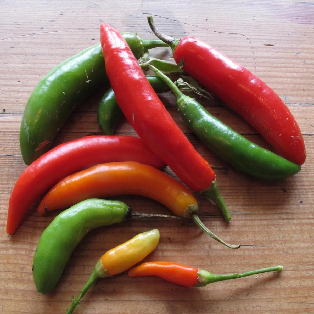 Chili 'Tabasco' (Capsicum frutescens) Samen