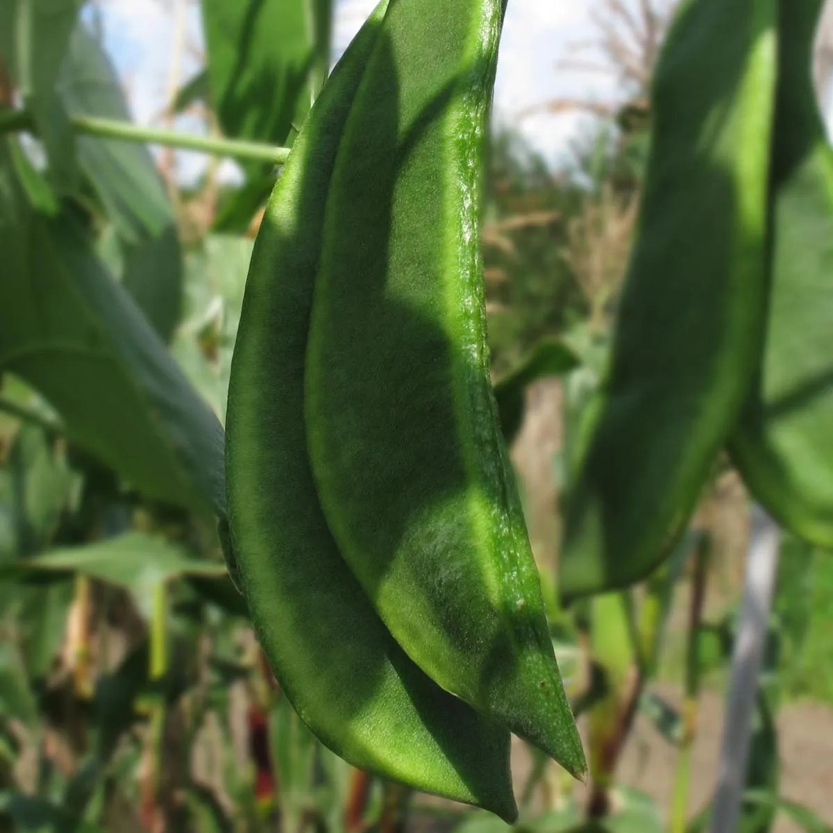 Limabohne / Mondbohne (Phaseolus lunatus) Samen