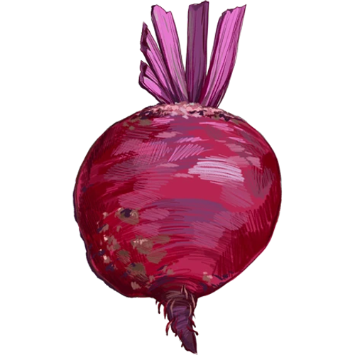 Rote Bete