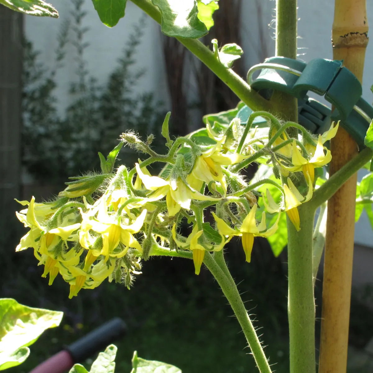 Tomate 'Dattelwein' (Solanum lycopersicum) Samen
