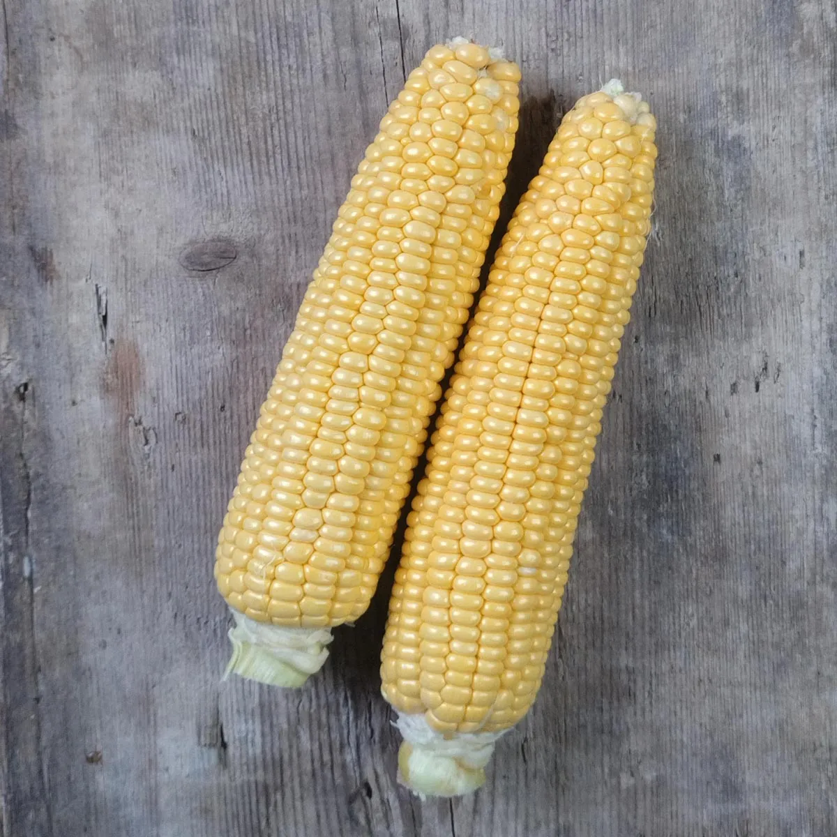 Zuckermais 'Golden Bantam' (Zea mays) Samen