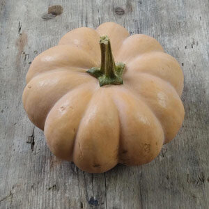 Muskatkürbis 'Muscade de Provence' (Cucurbita moschata), reife Frucht