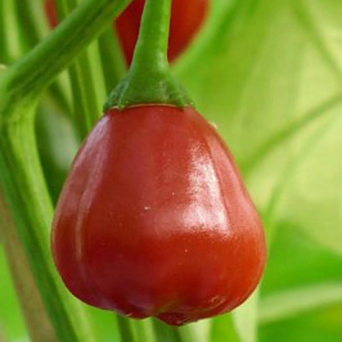 Chili 'Speedball' (Capsicum baccatum) Samen