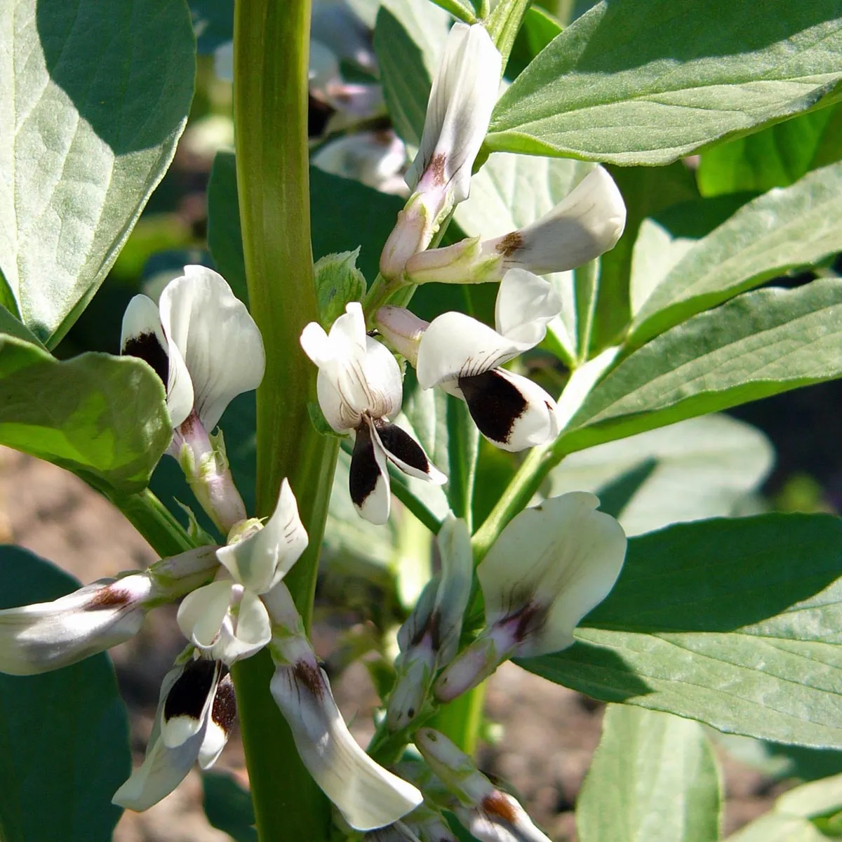 Pferdebohne / Ackerbohne (Vicia faba) Bio Saatgut