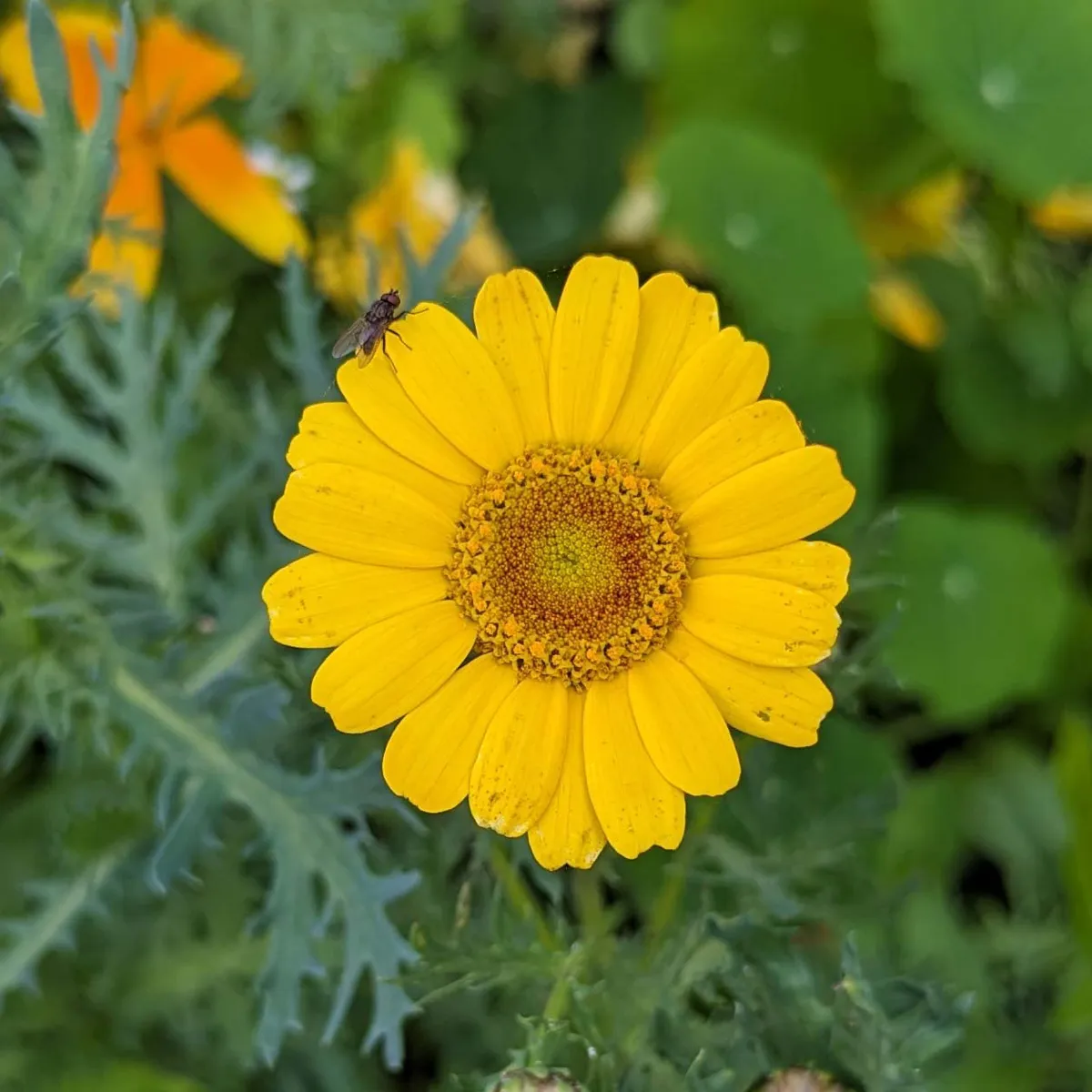Sommerblumen in Gelb (diverse Arten & Sorten) Saatgutmix