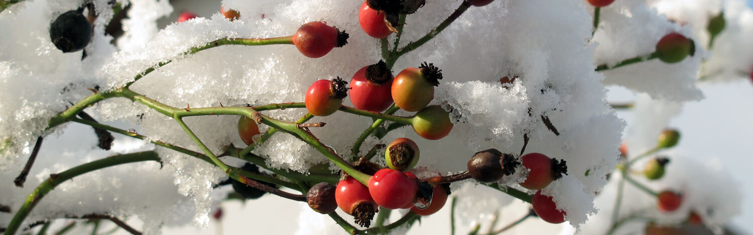 Rote Hagebutten an Zweigen, mit Schnee bedeckt