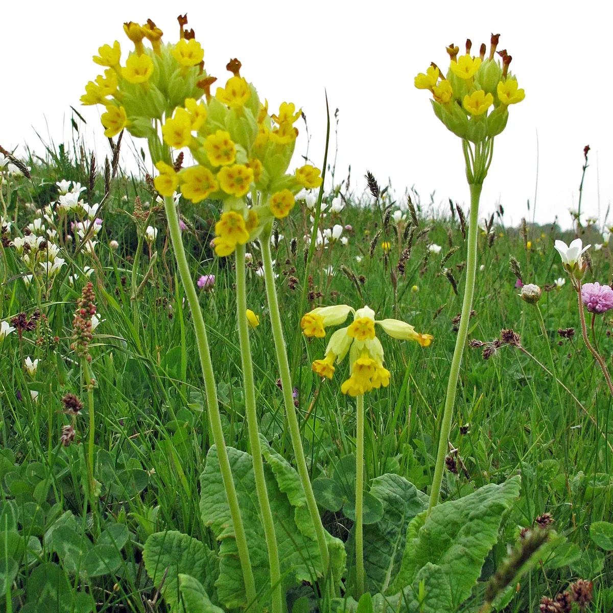Echte Schlüsselblume (Primula veris) Samen