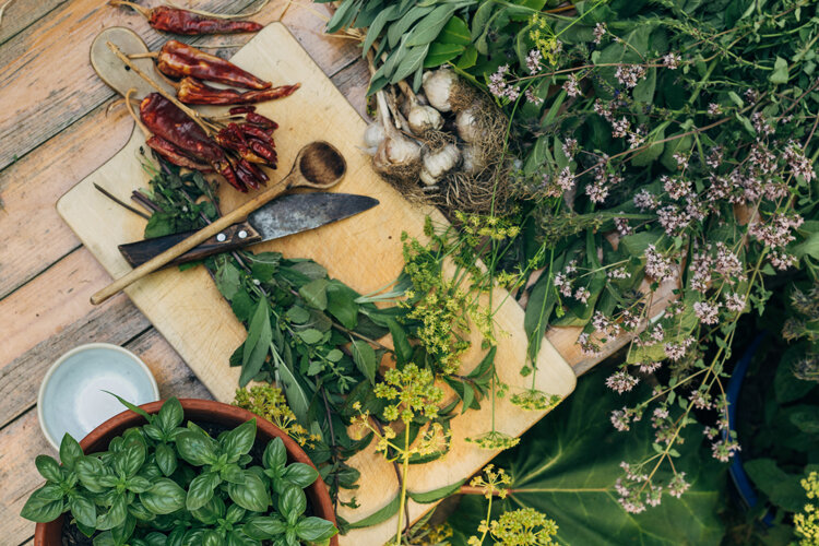 Frische Kräuter, Knoblauch und getrocknete Chilis auf einem Holzbrett, daneben Basilikum im Topf