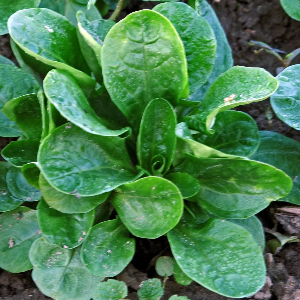 Rapunzelsalat / Feldsalat 'Dunkelgrüner Vollherziger' (Valerianella locusta) Bio Saatgut