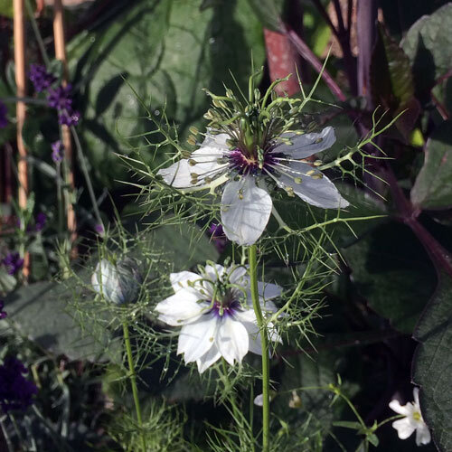 Weiß blühende Jungfer im Grünen (Nigella damascena) mit fein gefiederten Hochblättern