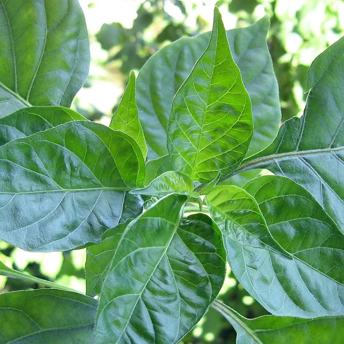 Chili 'Tabasco' (Capsicum frutescens) Samen