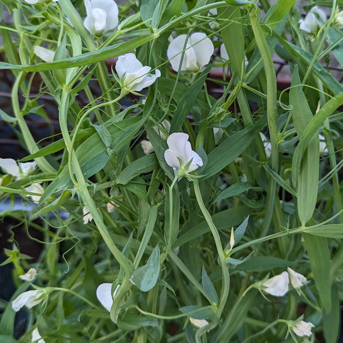 Speiseplatterbse (Lathyrus sativus) Samen