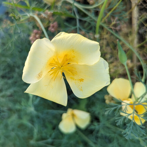 Kalifornischer Goldmohn 'Chrome Queen' (Eschscholzia californica) mit hellgelben Blüten