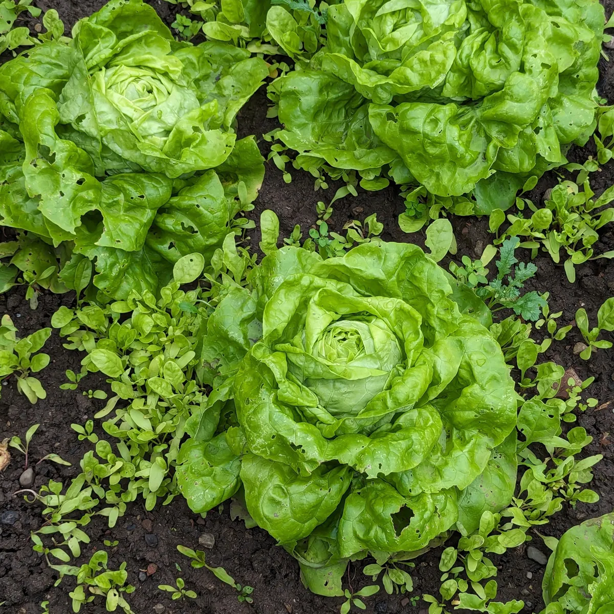 Kopfsalat 'Neckarriesen' (Lactuca sativa) Samen