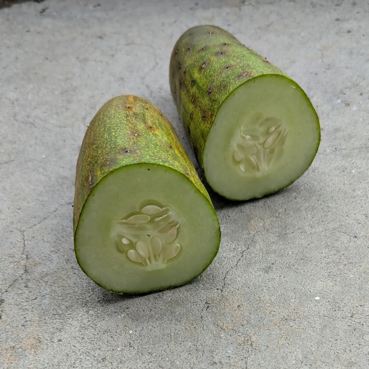 Netzgurke 'Salome' (Cucumis sativus) Bio-Saatgut