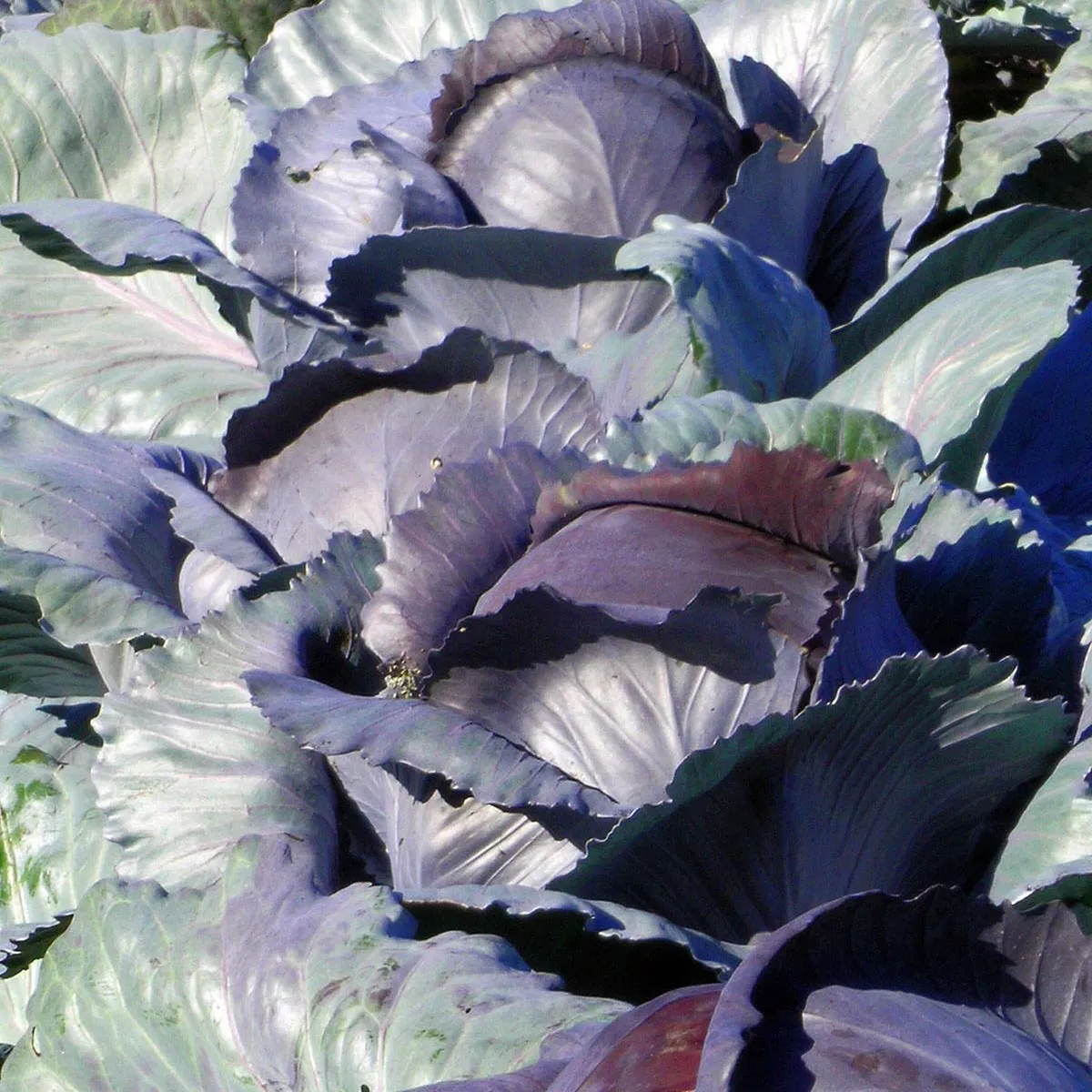 Rotkohl 'Schwarzkopf' (Brassica oleracea var. capitata f. rubra) Samen