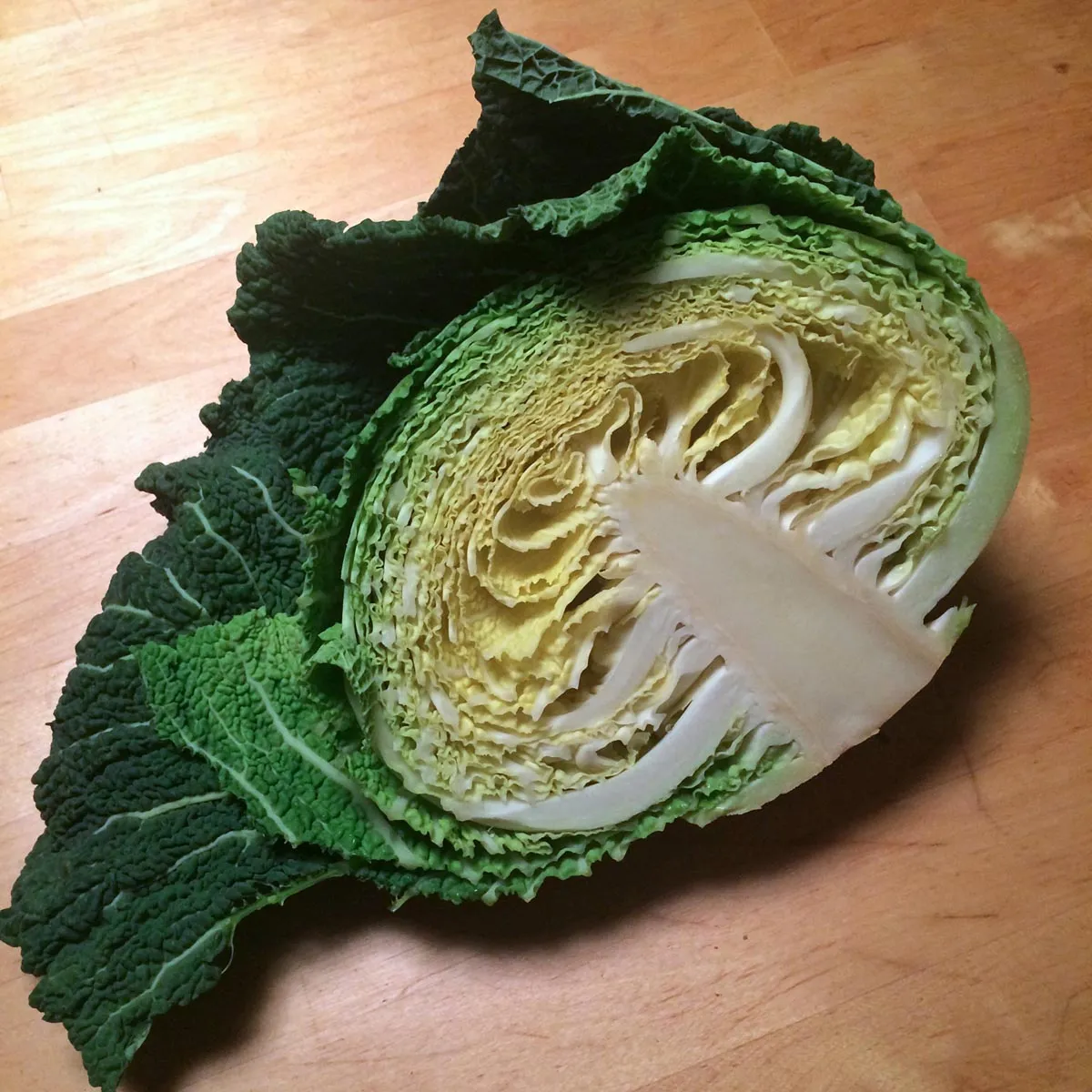 Wirsing 'Bonner Advent' (Brassica oleracea convar. capitata var. sabauda L.) Samen