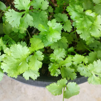Blatt-Koriander (Coriandrum sativum) mit frischen Blättern im Topf