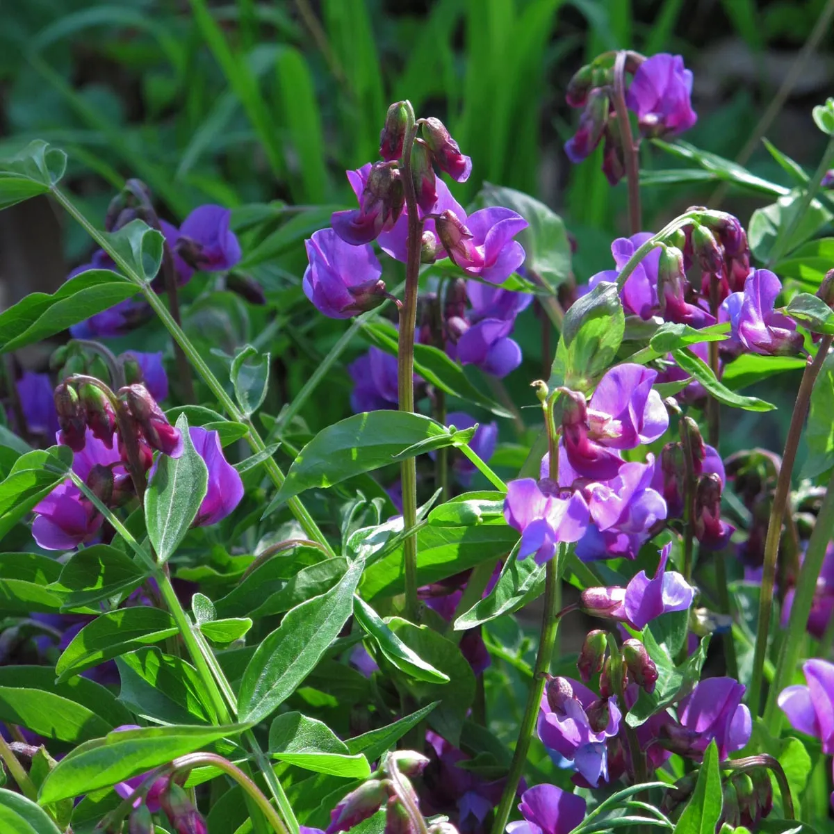 Frühlings-Platterbse (Lathyrus vernus) Samen