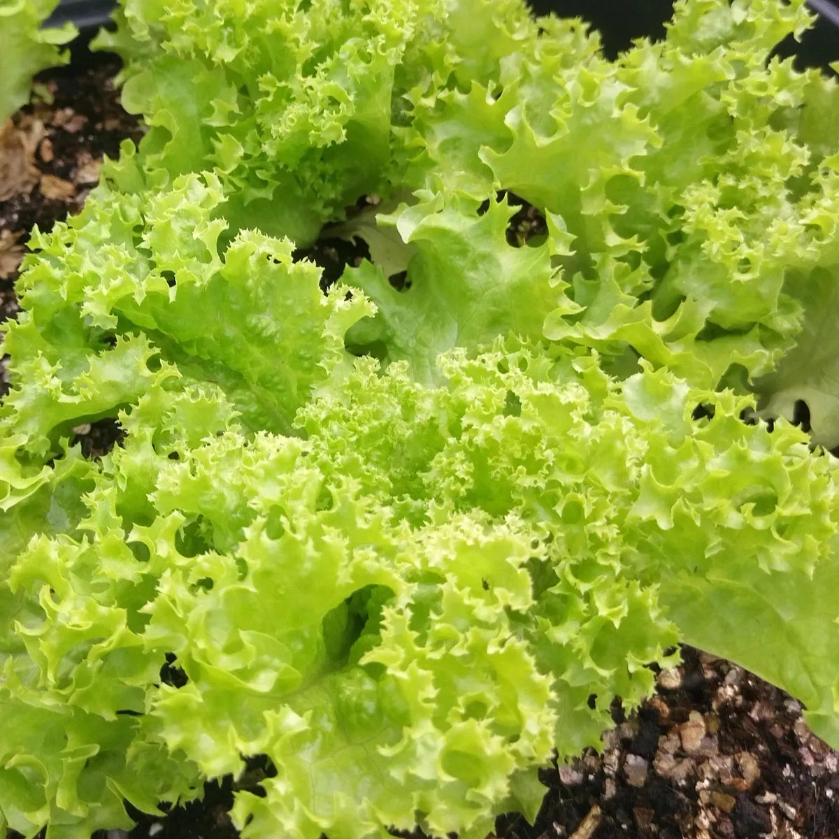 Schnittsalat 'Lollo Bionda' (Lactuca sativa var. crispa) Samen