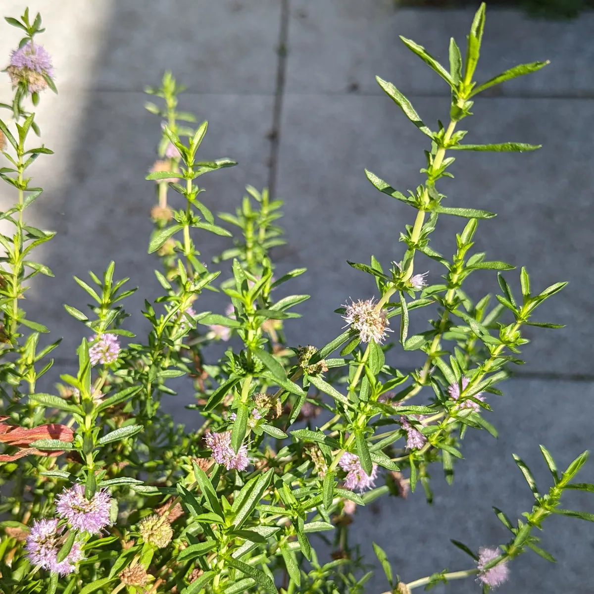 Hirsch-Minze / Cervinaminze (Mentha cervina) Bio Saatgut