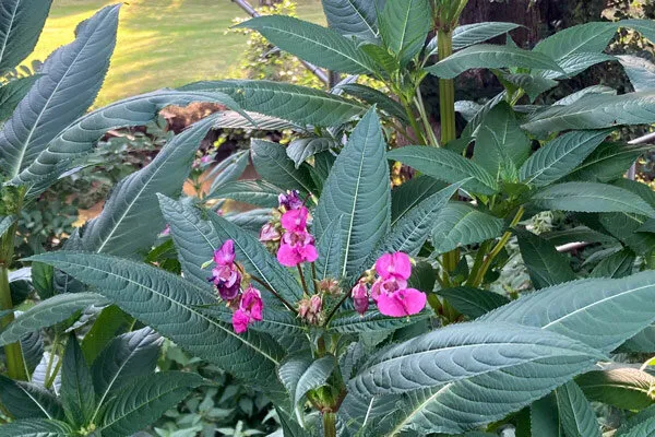 Blühendes Indisches Springkraut
