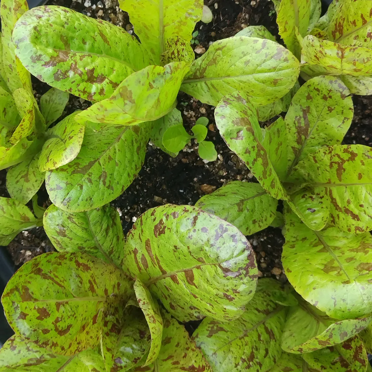 Romanasalat 'Forellenschluss' (Lactuca sativa) Bio Saatgut