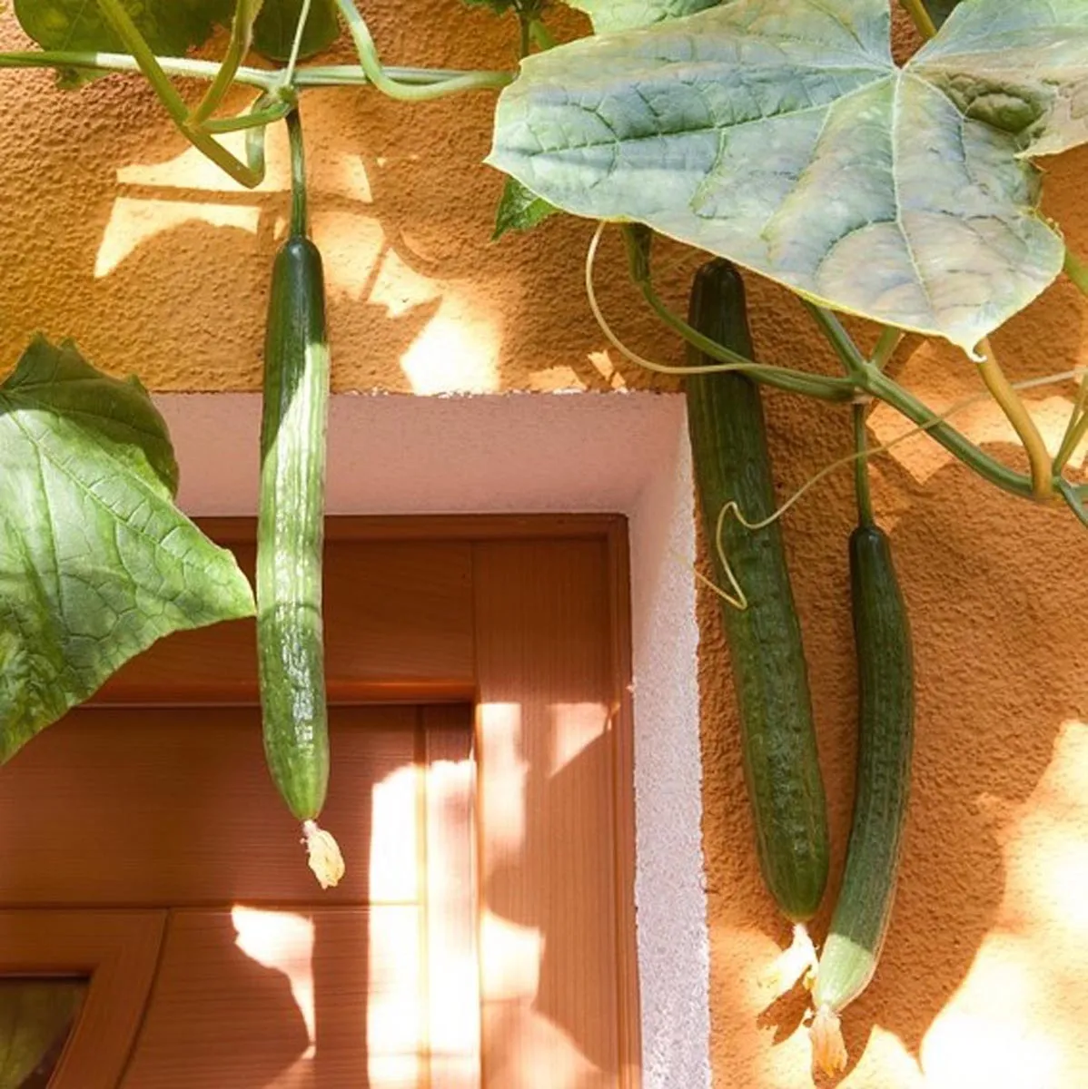 Salatgurke 'Chinesische Schlangen' (Cucumis sativus) Samen