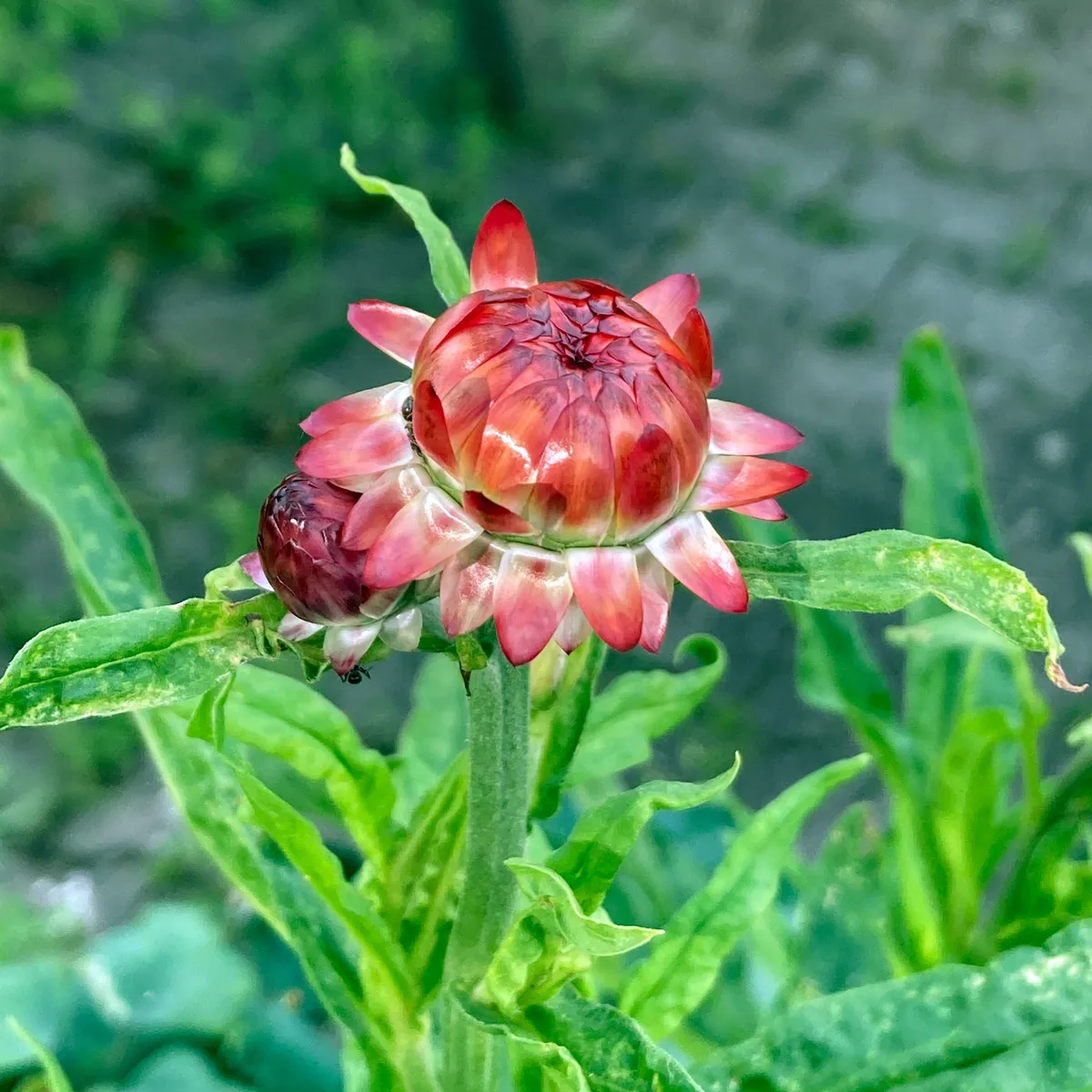 Hohe Strohblume 'Coppery Red' (Xerochrysum bracteatum) Samen
