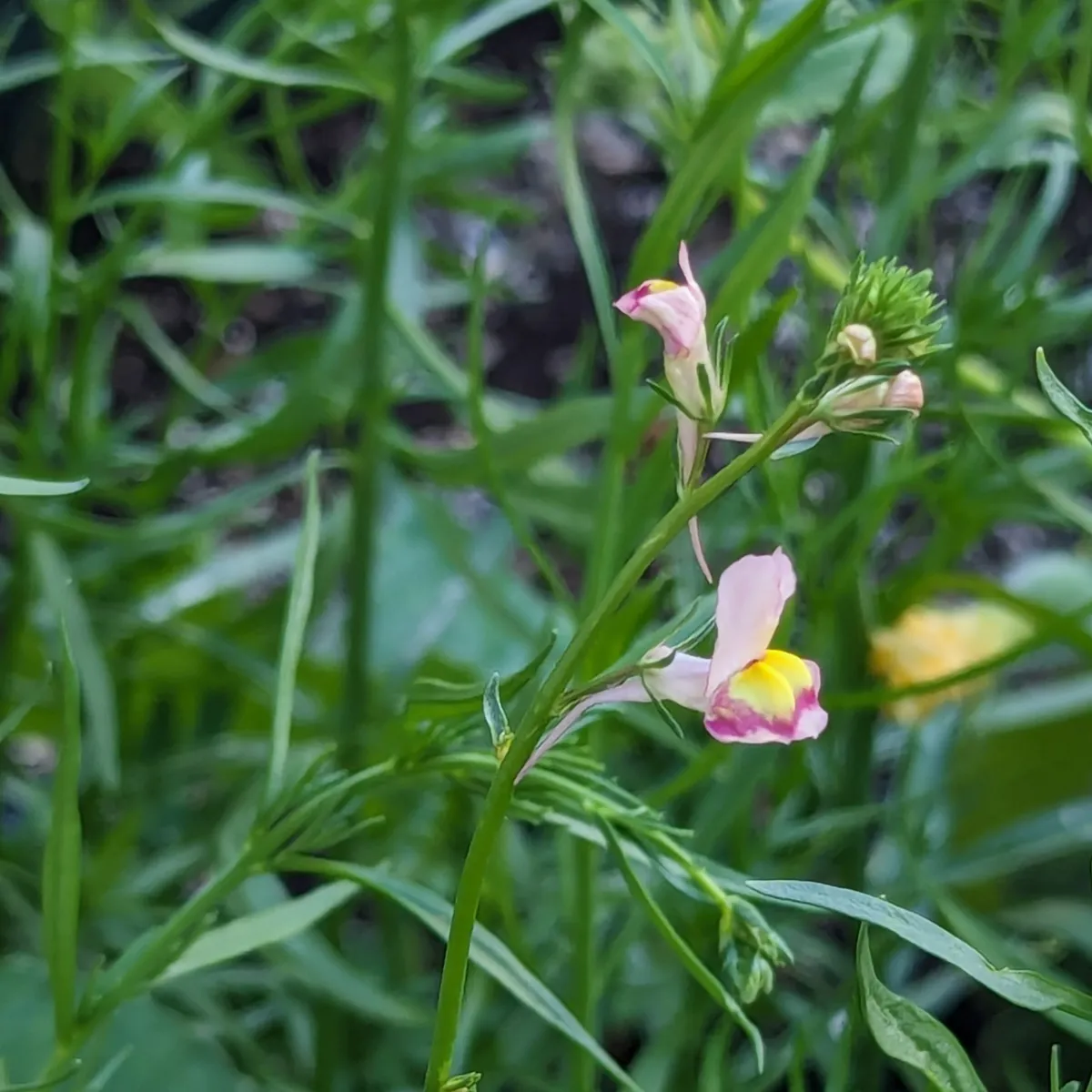 Marokkanisches Leinkraut (Linaria maroccana) Samen
