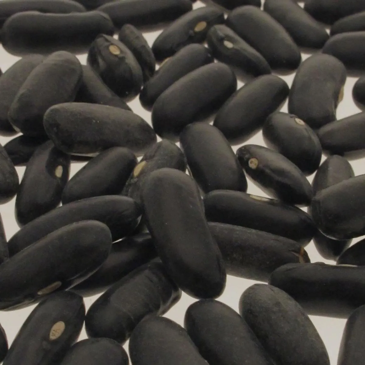 Filetbohne 'Delinel' (Phaseolus vulgaris) Samen