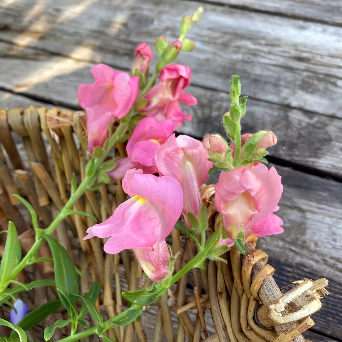 Rosa Löwenmäulchen 'The Rose' (Antirrhinum majus) Samen