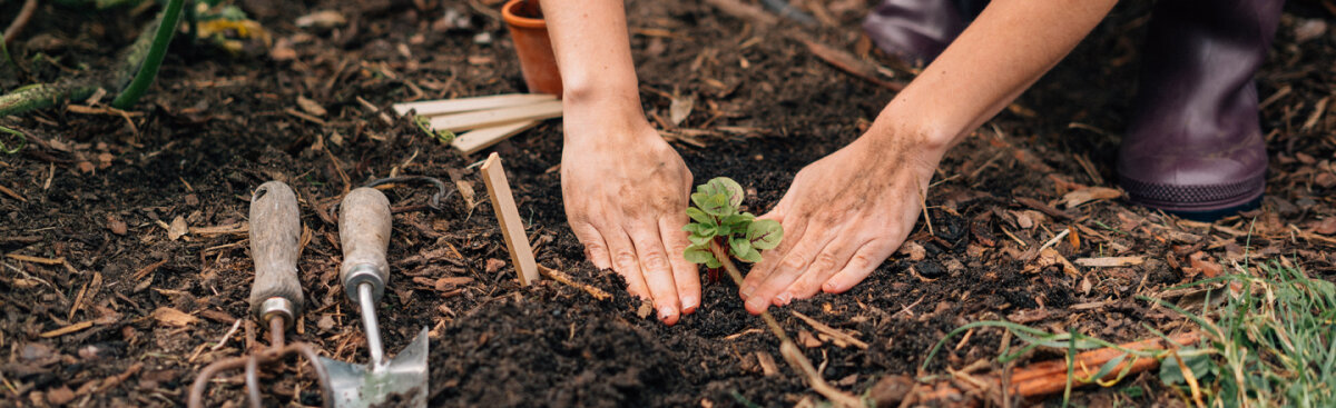 Willkommen bei Magic Garden Seeds – Wo Samen Geschichten erzählen - Willkommen bei Magic Garden Seeds – Wo Samen Geschichten erzählen - Eine kurze Firmenphilosophie