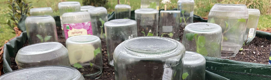Ernteverfrühung mit Einmachgläsern: Ein einfacher Schutz für Jungpflanzen - Ernteverfrühung mit Einmachgläsern: Ein einfacher Schutz für Jungpflanzen