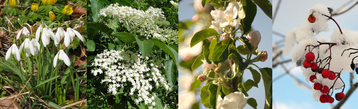 Gärtnern im Rhythmus der Natur - Der phänologische Kalender - Gärtnern im Rhythmus der Natur – Der phänologische Kalender als natürlicher Gartenhelfer