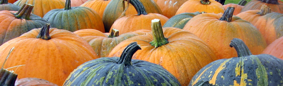 Kürbis, Zucchini &amp; Gurken – Jetzt vorziehen für eine erfolgreiche Ernte! - Kürbis, Zucchini &amp; Gurken – Jetzt vorziehen für eine erfolgreiche Ernte!