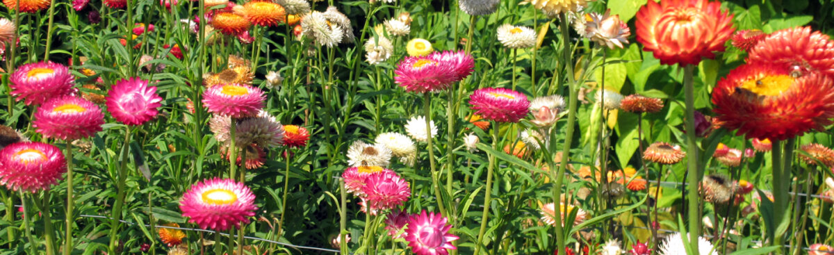 Wild &amp; Romantisch: Sommerblumen für den Naturgarten - Wild &amp; Romantisch: Sommerblumen für den Naturgarten