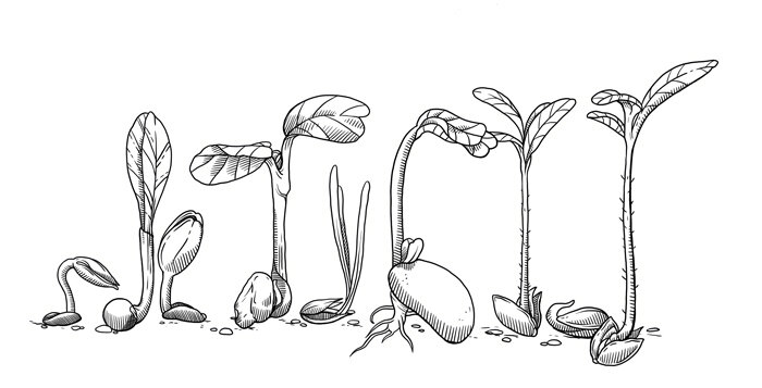 Über Magic Garden Seeds - Über Magic Garden Seeds - Vom Anfang bis heute - Eine kurze Firmengeschichte