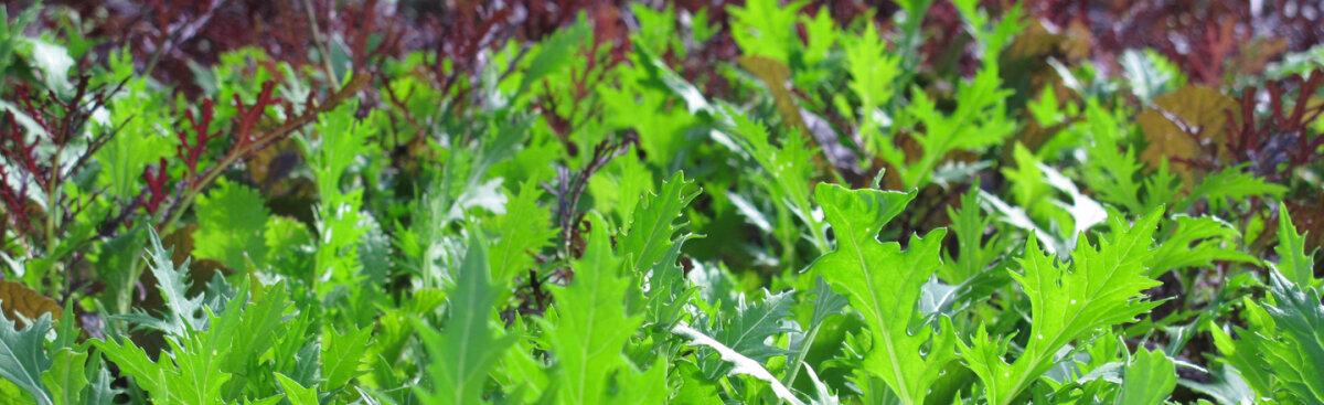 Von Asia bis Zichorie: Diese Salate gehören in deinen Garten - Von Asia bis Zichorie: Diese Salate gehören in deinen Garten