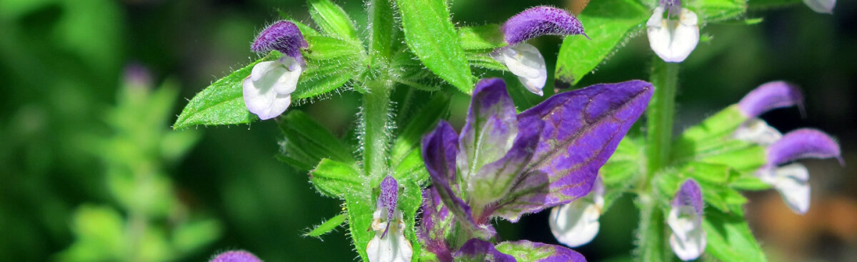 Heilend, duftend, magisch – die Vielfalt der Gattung Salvia - Heilend, duftend, magisch – die Vielfalt der Gattung Salvia