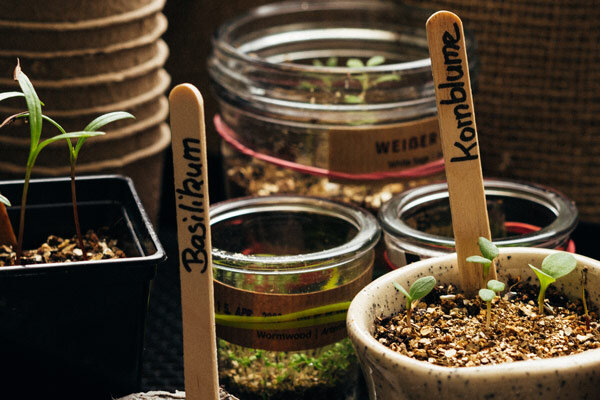 Keimlinge stärken - 7 Tipps für kräftige Jungpflanzen aus der Vorkultur - Keimlinge stärken - 7 Tipps für kräftige Jungpflanzen aus der Vorkultur