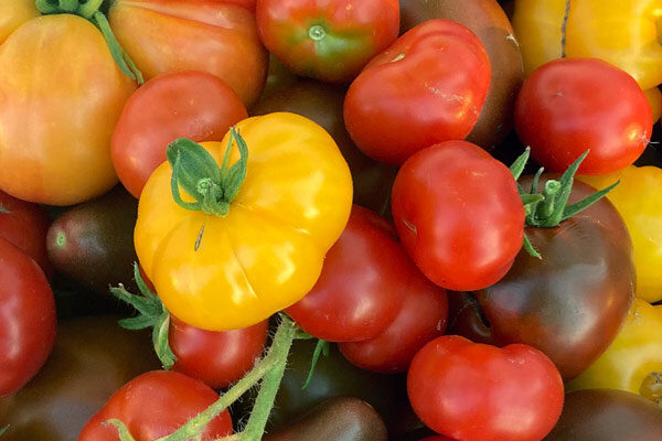 Warum bekommen meine Tomaten unten schwarze Flecken? - Blütenendfäule bei Tomaten: Was hilft?
