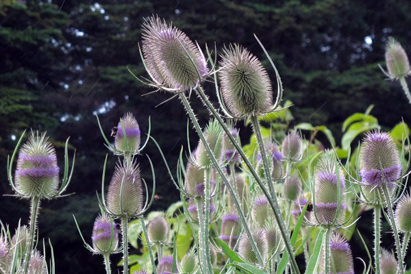 Die Wilde Karde: Ein kleiner Gartenkosmos auf stacheligen Stängeln - Die Wilde Karde: Mini-Biotop, Vogelbuffet &amp; Naturgarten-Star