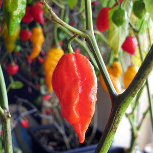 Chilis vorziehen